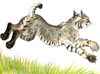 animal_genitalia animal_vulva anus bangle feline_genitalia feline_vulva female feral genitals grass jewelry jumping pawpads plant solo vulva yellow_eyes dragoness31 nova_(dragoness31) felid feline lynx mammal hi_res