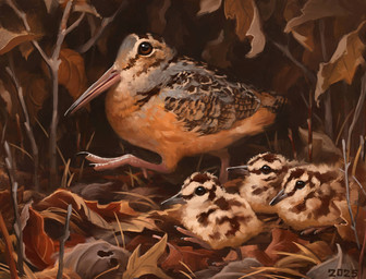 black_body black_feathers brown_body brown_eyes brown_feathers fallen_leaves feathers feral fluffy forest grey_body grey_feathers group leaf long_beak multicolored_body multicolored_feathers plant stick tan_body tan_feathers tree two_tone_body two_tone_feathers walking white_body white_feathers young alexpahomov american_woodcock avian bird sandpiper shorebird woodcock 2025 digital_media_(artwork) digital_painting_(artwork) painting_(artwork)