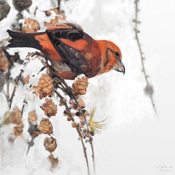 black_eyes branch brown_body brown_feathers feathers feral multicolored_body multicolored_feathers on_branch orange_body orange_feathers plant snow solo two_tone_body two_tone_feathers renum63 crossbill 1:1 2014 artrage_(artwork) digital_media_(artwork)