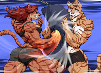 5_fingers anthro bottomwear bra breasts clothed clothed_anthro clothed_female clothed_male clothing duo female fingers fur hair humanoid_hands male multicolored_body multicolored_fur muscular muscular_anthro muscular_female muscular_male orange_body orange_fur punch punching_bag red_hair shorts sports_bra striped_body striped_fur stripes topless topless_anthro topless_male two_tone_body two_tone_fur underwear white_body white_fur nina_kittie drac_(tigerman) tamara_johnson felid hybrid liger mammal pantherine tiger hi_res