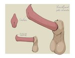 anatomically_correct anatomy_reference animal_genitalia animal_penis balls disembodied_penis erection genitals male mustelid_penis penis pink_penis reference_guide sheath simple_background solo tagging_guidelines_illustrated urethra delirost mammal mustelid musteline true_musteline weasel hi_res model_sheet