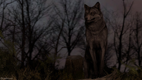 amber_eyes ambiguous_feral ambiguous_gender detailed_background feral forest forest_background fur grey_body grey_fur nature nature_background plant quadruped solo sunset teeth tree blodrain canid canine canis mammal wolf 16:9 3d_(artwork) 4k absurd_res digital_media_(artwork) hi_res source_filmmaker_(artwork) widescreen male_(lore)
