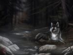 2019 black_body black_fur black_nose canid canine canis daytonvira detailed_background digital_media_(artwork) feral forest fur glowing glowing_eyes hi_res mammal paws plant quadruped solo tree white_body white_eyes white_fur wolf