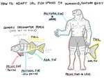 5_fingers 5_toes ambiguous_gender anthro anthrofied athletic boxers_(clothing) clothed clothing feet feral fingers how-to male nipples plantigrade raised_arm solo standing text toes underwear underwear_only snarkysardine fish marine perch_(fish) 2024 4:3 english_text sketch