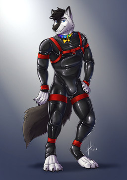 4_toes 5_fingers ankle_band anthro armband athletic athletic_anthro athletic_male black_body black_claws black_fur black_nose black_pawpads blue_eyes bodysuit bulge cheek_tuft claws clothing collar collar_tag d-ring digitigrade facial_tuft feet finger_claws fingers fluffy fluffy_tail front_view fur glistening glistening_clothing hand_on_hip harness harness_ring head_tuft latex latex_bodysuit latex_clothing latex_skinsuit legband looking_at_viewer male multicolored_body multicolored_fur parted_lips pawpads paws pose rainbow_collar simple_background skinsuit smile solo standing studded_collar studs tail teeth tight_clothing toe_claws toes tuft two_tone_body two_tone_fur whisker_spots white_body white_fur wristband hufnaar tarko_(character) canid canine canis domestic_dog husky mammal nordic_sled_dog spitz 2020 full-length_portrait hi_res pinup portrait shaded signature