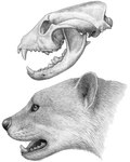 ambiguous_gender bone fangs feral fur open_mouth simple_background skull solo teeth whiskers white_background mauricio_anton cc-by-sa creative_commons ailurid mammal prehistoric_species simocyon 2005 hi_res monochrome