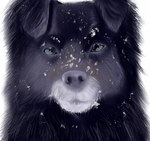 ambiguous_gender black_body black_fur feral fur grey_nose looking_at_viewer multicolored_body multicolored_fur simple_background snow solo white_background ethelas canid canine canis domestic_dog mammal