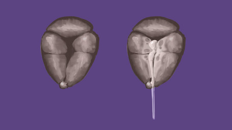 animal_genitalia animal_vulva bodily_fluids canine_genitalia canine_vulva cum cum_inside feral genital_fluids genitals fifity canid canine mammal absurd_res hi_res