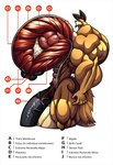 abs anthro balls big_balls big_muscles big_pecs big_penis diagram genitals huge_balls huge_muscles huge_pecs huge_penis hyper hyper_balls hyper_genitalia hyper_muscles hyper_pecs hyper_penis male muscular muscular_anthro muscular_arms muscular_male pecs penis solo text vein x-ray_vision wolfiecanem wolfie_canem canid canine canis hybrid lagomorph leporid mammal rabbit wolf english_text hi_res