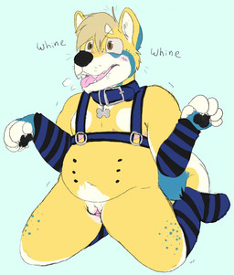 andromorph andromorph_anthro anthro arm_warmers armwear belly_nipples big_clitoris black_pawpads blue_background blue_body blue_fur blush bodily_fluids breath claws clitoris clothing collar curled_tail drooling eyebrows finger_claws fur genitals harness head_tuft inner_ear_fluff intersex intersex_anthro kneeling legwear mastectomy_scar mostly_nude navel open_mouth overweight overweight_andromorph overweight_intersex panting pattern_arm_warmers pattern_armwear pattern_clothing pattern_legwear pattern_stockings pawpads pink_blush pink_clitoris pink_scar pink_tongue saliva scar shaking simple_background snout solo stockings striped_arm_warmers striped_armwear striped_clothing striped_legwear striped_stockings stripes tail tongue trembling tuft visibly_trans vulva whining white_body white_claws white_eyebrows white_fur white_inner_ear_fluff yellow_body yellow_fur sebdoggo canid canine canis domestic_dog mammal shiba_inu spitz 2022 digital_drawing_(artwork) digital_media_(artwork) flat_colors full-length_portrait hi_res portrait procreate_(artwork)