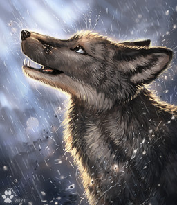 ambiguous_gender black_nose blue_eyes day feral fur grey_body grey_fur open_mouth outside raining solo teeth tongue flashw canid canine fox mammal 2021 digital_media_(artwork)
