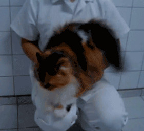ambiguous_gender black_body black_fur butt_slap clothed clothing duo feral floor fluffy fluffy_tail fur inside live_action mottled on_ground on_lap orange_body orange_fur piebald real sitting sitting_on_lap slap spanking tail tile tile_floor white_body white_fur unknown_artist calico_cat domestic_cat felid feline felis human mammal animated grandfathered_content low_res thumbnail
