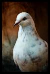 ambiguous_gender beak black_beak black_border black_eyes black_markings border cere_(anatomy) feathered_wings feathers feral front_view markings photorealism simple_background solo textured_background white_body white_feathers wings novawuff avian bird columbid dove 2013 hi_res portrait