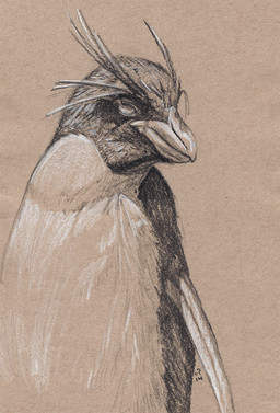 ambiguous_gender beak beak_closed brown_background countershade_fur countershade_neck countershade_torso countershading feral front_view fur head_turned mouth_closed simple_background solo deriaz avian bird crested_penguin penguin 2014 dated graphite_(artwork) hatching_(art) monochrome sepia shaded traditional_media_(artwork)