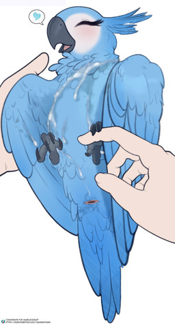 after_sex anatomically_correct anatomically_correct_cloaca anatomically_correct_feral anatomically_correct_genitalia animal_genitalia avian_butt avian_feet beak being_held belly bestiality biped black_beak black_claws blue_belly blue_body blue_feathers blue_heart blue_tail blue_tail_feathers blue_wings blush blush_lines bodily_fluids butt claws cloaca cloaca_focus cloaca_juice cum cum_covered cum_on_belly cum_on_body cum_on_chest extreme_size_difference eyelashes feather_tuft feathers feet female female_feral female_on_human feral feral_focus first_person_view genital_fluids genitals glistening glistening_beak happy head_feathers heart_symbol human_on_feral interspecies larger_human larger_male long_eyelashes lying male male/female messy neck_tuft on_back open_mouth pink_tongue presenting presenting_cloaca presenting_hindquarters simple_background size_difference smaller_female smaller_feral speech_bubble tail tail_feathers tongue tuft vaginal_fluids white_background wings quangdoann 20th_century_fox blue_sky_studios rio_(series) jewel_(rio) avian bird human macaw mammal neotropical_parrot parrot spix's_macaw true_parrot absurd_res hi_res