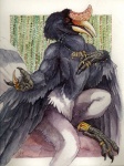 anthro beak casque_(anatomy) claws feathered_wings feathers head_crest looking_at_viewer male nude solo tail tail_feathers winged_arms wings cara_mitten avian bird bucerotiform hornbill