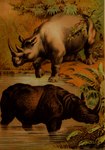 ambiguous_gender duo feral horn partially_submerged plant quadruped shadow water hugh_craig public_domain indian_rhinoceros mammal rhinoceros white_rhinoceros 1897 19th_century absurd_res ancient_art hi_res traditional_media_(artwork)