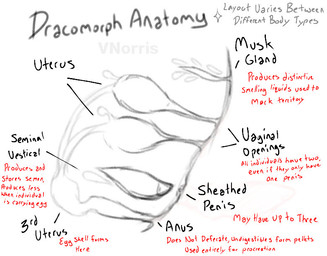 ambiguous_gender anatomy fallopian_tubes fantasy genitals herm intersex maleherm musk_glands ovaries penis red_text reference_guide text unusual_anatomy uterus vaginal_canal vulva worldbuilding puppetmaster13uwu mythology dragon mammal mythological_creature mythological_scalie scalie english_text sketch