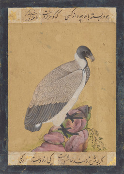 4_toes ambiguous_feral ambiguous_gender beak biped black_head black_talons claws feathered_wings feathers feet feral plant rock ruff side_view simple_background solo standing talons text toe_claws toes wings unknown_artist public_domain accipitrid accipitriform avian bird indian_vulture old_world_vulture vulture 18th_century absurd_res ancient_art hi_res painting_(artwork) persian_text traditional_media_(artwork) traditional_painting_(artwork) translation_request