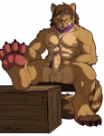 4_toes abs anthro balls biceps big_balls big_muscles big_penis biped blue_eyes brown_body brown_fur brown_hair chest_tuft claws collar erection fangs feet foot_focus foreskin fur genitals hair hindpaw humanoid_genitalia humanoid_penis looking_at_viewer male muscular muscular_anthro muscular_male nipples nude partially_retracted_foreskin paws pecs penis pose presenting sabertooth_(anatomy) simple_background sitting soles solo spread_legs spreading tail teeth thick_penis toe_claws toes tuft vein white_background wfa agentdiego007 artyom_(agentdiego007) canid canine canis felid hybrid mammal prehistoric_species saber-toothed_tiger wolf 2011 hi_res