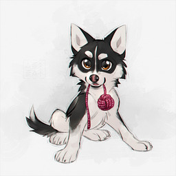 ambiguous_gender black_body black_fur black_nose brown_eyes cheek_tuft claws eyebrows facial_tuft feral fur object_in_mouth open_mouth pink_nose simple_background sitting smile solo tail tuft two_tone_nose white_body white_claws white_eyebrows white_fur young azzai alaskan_malamute canid canine canis domestic_dog mammal nordic_sled_dog spitz 1:1 colored colored_sketch digital_drawing_(artwork) digital_media_(artwork) flat_colors sketch