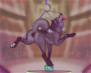 anal anal_hook anal_penetration animal_genitalia animal_vulva anus balancing balancing_on_ball ball_gag bdsm bodily_fluids bondage bound canine_genitalia canine_vulva circus claws curled_tail facial_piercing female feral fur gag gagged gaping gaping_vagina genital_piercing genitals grey_body grey_fur nose_piercing nose_ring nose_ring_pull pawpads penetration piercing piercing_pull pose questionable_consent raised_head raised_tail rear_view ring_piercing solo spread_vulva spreading submissive submissive_female submissive_feral suspension tail tears toe_claws vulva vulva_piercing firefangdragon canid canine canis mammal wolf 2025 hi_res