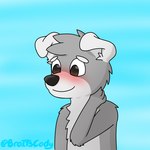 anthro black_nose blush brown_eyes chest_tuft collar embarrassed floppy_ears fur grey_body grey_fur grey_hair grey_tail hair hand_on_neck male monotone_hair multicolored_body multicolored_fur simple_background solo tail tuft two_tone_body two_tone_fur two_tone_tail white_body white_ears white_fur white_tail broitscody cody_(broitscody) canid canine canis domestic_dog husky mammal nordic_sled_dog spitz 1:1 2021 hi_res watermark