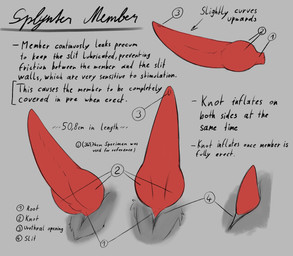 anatomy anatomy_reference animal_genitalia anthro disembodied_penis genital_slit genitals grey_background knot knot_root knotted_penis knotted_tapering_penis labels male monotone_background penis red_penis simple_background slit_penis solo tapering_penis text urethra vuchs splynter absurd_res english_text hi_res
