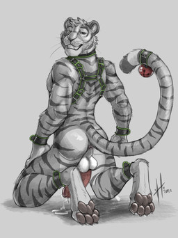 4_toes accessory ankle_cuffs anthro anus aroused backsack balls barbed_humanoid_penis bedroom_eyes bell bell_on_tail black_collar black_cuffs black_harness bodily_fluids brown_pawpads butt claws collar collar_only countershading cuff_(restraint) digitigrade dripping erection feet finger_claws fingers fur fur_markings furgonomics genital_fluids genitals green_collar green_cuffs green_harness grey_body grey_fur grey_markings grin grinning_at_viewer hand_on_leg hand_on_own_leg hand_on_own_thigh hand_on_thigh harness hindpaw humanoid_genitalia humanoid_penis hybrid_genitalia hybrid_penis iris jingle_bell kneeling long_tail looking_at_viewer looking_back looking_back_at_viewer male male_anthro markings muscular muscular_anthro muscular_male narrowed_eyes nude nude_anthro nude_male pawpads paws penile_spines penis pink_penis pose precum precum_drip precum_puddle rear_view restraints seductive simple_background smile smiling_at_viewer solo striped_body striped_fur striped_markings striped_tail stripes tail tail_accessory tail_bell tail_cuff tail_markings teeth toe_claws toes whiskers white_balls wrist_cuffs hufnaar ulbrek felid mammal pantherine tiger 3:4 digital_media_(artwork) full-length_portrait hi_res pinup portrait