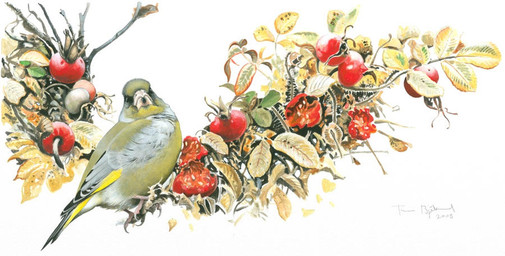 black_eyes black_markings feathers feral green_body green_feathers looking_at_viewer markings plant red_berry simple_background solo white_background yellow_markings renum63 greenfinch 2003 acrylic_painting_(artwork) painting_(artwork) traditional_media_(artwork) traditional_painting_(artwork)