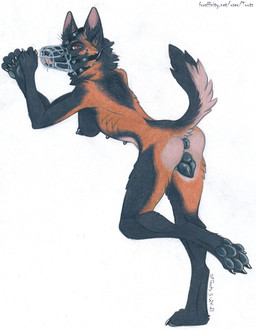 animal_genitalia animal_vulva anthro anus areola black_anus black_areola black_body black_fur black_nose bodily_fluids breasts canine_genitalia canine_vulva claws collar erect_nipples female fur genitals glistening glistening_genitalia hair licking licking_lips licking_own_lips looking_at_viewer medium_breasts multi_nipple multicolored_body multicolored_fur multicolored_hair muzzle_(object) muzzled nipples orange_body orange_fur orange_hair pawpads raised_leg raised_tail red_eyes saliva saliva_string self_lick simple_background solo tail text tongue tongue_out vulva whiskers wire_basket_muzzle toots freyja_(have_murrcy) canid canine canis domestic_dog herding_dog malinois_dog mammal pastoral_dog sheepdog 2021 hi_res traditional_media_(artwork) url