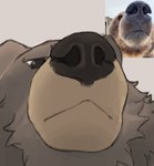 anthro brown_body brown_fur frown fur looking_at_viewer male photo_reference simple_background snout solo tan_background tusskor mihoyo zenless_zone_zero ben_bigger bear mammal thiren 2025 headshot_portrait hi_res portrait reference_image