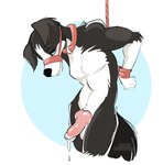 anthro balls bdsm blush bodily_fluids bondage bound erection fur genital_fluids genitals hands_tied looking_at_viewer male nude penis simple_background solo prismhawk danny_xander border_collie canid canine canis collie domestic_dog herding_dog mammal pastoral_dog sheepdog hi_res