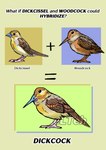 ambiguous_gender beak biped brown_body brown_feathers claws feathered_wings feathers feral humor text wings eltehh avian bird cardinal_(bird) dickcissel hybrid oscine passerine sandpiper shorebird woodcock absurd_res english_text hi_res