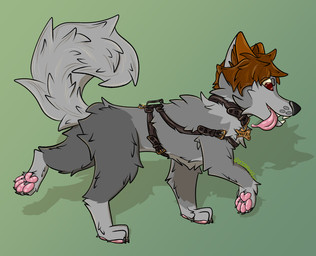 big_tail brown_hair collar feral fur grey_body grey_fur hair harness male name_tag pawpads pink_pawpads pink_tongue red_eyes solo tail tongue tongue_out walking 2001maxx conditional_dnp maxx_(2001maxx) canid canine canis domestic_dog husky mammal nordic_sled_dog spitz hi_res