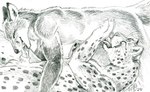 69_position anthro anthro_on_anthro anthro_on_bottom anthro_on_top balls black_ears claws duo ears_back erection eyes_closed fellatio fur genitals gloves_(marking) hands_on_hips male male/male male_on_bottom male_on_top markings nude on_bottom on_top oral penile penis pivoted_ears sex side_view smile spots spotted_body spotted_fur whiskers heather_bruton canid canine cheetah felid feline fox mammal 2008 graphite_(artwork) low_res signature traditional_media_(artwork)