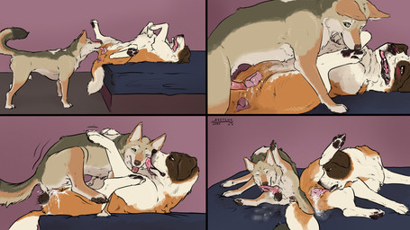 after_sex after_vaginal animal_genitalia animal_penis animal_vulva balls bed bodily_fluids canine_genitalia canine_penis canine_vulva cum cunnilingus darkened_balls darkened_genitalia duo erection excessive_cum excessive_genital_fluids female female_penetrated feral feral_on_feral feral_penetrated feral_penetrating feral_penetrating_feral furniture genital_fluids genitals knot knotted_penis licking male male/female male_penetrating male_penetrating_female oral orgasm penetration penile penile_penetration penis self_lick sex sheath tail tongue vaginal vaginal_penetration vulva year sketchy_shelby canid canine canis coyote domestic_dog mammal molosser mountain_dog saint_bernard 16:9 2026 absurd_res comic hi_res signature widescreen