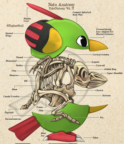 ambiguous_gender anatomical_diagram anatomical_study anatomy anatomy_chart beak beak_closed biped black_body black_eyes bone chart feral green_body looking_aside mouth_closed multicolored_body paper_background red_body side_view simple_background skeleton skull solo tan_background text twitter_handle white_sclera x-ray_view yellow_body christopher_stoll nintendo pokemon pokenatomy generation_2_pokemon natu pokemon_(species) 2022 biological_illustration copyright_name digital_drawing_(artwork) digital_media_(artwork) english_text exploded-view_drawing full-length_portrait hi_res portrait technical_illustration