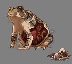 abdominal_bulge ambiguous_gender anthro belly big_belly blood bodily_fluids bone brown_body brown_fur clothed clothing death digestion duo fatal_vore feral fur male simple_background size_difference vore lemondeer amphibian frog gulonine mammal marten mustelid musteline pine_marten toad_(frog) digital_media_(artwork)