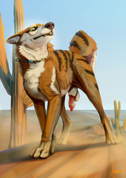 animal_genitalia animal_penis balls brown_body brown_fur cactus canine_genitalia canine_penis collar feral fur genitals half-erect male outside penis plant sheath sheath_slit solo fokker_(artist) ranger_(ranger_the_yote) canid canine canis coyote mammal 2026 hi_res