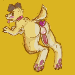 anthro balls erection genitals male paws penis plug_(sex_toy) plug_insertion sex_toy solo young young_anthro young_male gaypaw canid canine canis domestic_dog mammal