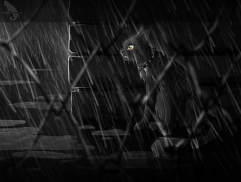 black_body black_fur brown_eyes chain-link_fence collar dark female fence fur outside raining sad solo water wet kocurzyca domestic_cat felid feline felis mammal 2012 dark_theme