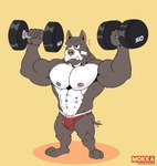 2020 5_fingers abs anthro big_biceps big_pecs biped brown_body brown_fur bulge canid canine canis clothing detailed_bulge domestic_dog exercise fangs fingers fur gab_(comic) hi_res male mammal mokkabron muscular muscular_anthro muscular_male nipples pecs pink_nipples pink_nose pit_bull red_clothing red_thong red_underwear ruff_bull serious simple_background solo standing teeth thong underwear weightlifting white_body white_fur workout yellow_background