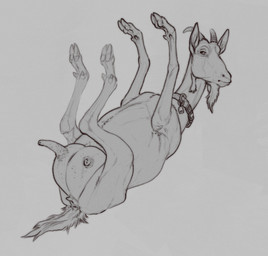 animal_genitalia anus avian_caruncle bell collar dewlap_(anatomy) feral genitals hooves horn lying on_back teats udders vulva wattle technesaurus alpine_goat bovid caprine domestic_goat goat mammal sketch