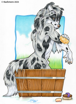 5_fingers animal_genitalia anthro bath bathing bathtub black_spots brown_eyes brush claws finger_claws fingers fur genitals grass hair hair_over_eye inner_ear_fluff looking_at_viewer male pawpads penis penis_tip plant sheath side_view smile soap solo sponge spots suds tail tuft water whiskers white_body white_fur kashmere canid canine canis collie domestic_dog herding_dog mammal pastoral_dog sheepdog 2025 signature traditional_media_(artwork)