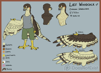 2_fingers 4_toes anisodactyl anthro avian_feet biped border bottomwear brown_body brown_border brown_feathers clothed clothing feathered_wings feathers feet fingers male orange_eyes shirt shorts simple_background solo standing tan_body tan_feathers tank_top text toes topwear wings doesnotexist lief_woodcock accipiter accipitrid accipitriform avian bird eurasian_sparrowhawk true_hawk 2018 digital_media_(artwork) english_text hi_res model_sheet watermark