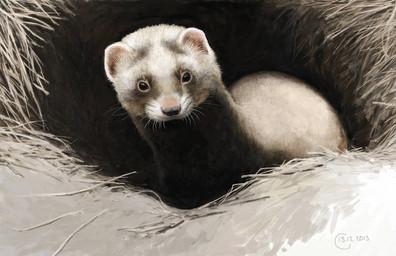 black_eyes black_nose feral fur grass grey_body grey_fur in_den multicolored_body multicolored_fur plant quadruped shadow solo two_tone_body two_tone_fur whiskers white_body white_fur renum63 mammal mustelid polecat_(mustelid) prehistoric_species steppe_polecat 2013 artrage_(artwork) digital_media_(artwork)