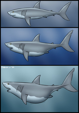 belly belly_expansion black_border border expansion female feral gills grey_body grey_fin grey_tail pregnant pregnant_female shark_tail shark_teeth solo tail underwater water yellow_eyes dolorcin aquatic fish great_white_shark mackerel_shark shark white_shark comic hi_res watermark
