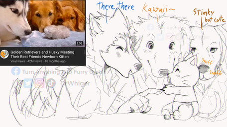 anthro blush clean_diaper clothed clothing daww diaper eyes_closed good_parenting group looking_at_another male neonate object_in_mouth pacifier pacifier_in_mouth sitting tail tail_motion tailwag text wearing_diaper young young_anthro dr.whiger youtube bird_dog canid canine canis domestic_dog golden_retriever hunting_dog husky mammal nordic_sled_dog retriever spitz english_text hi_res redraw reference_image watermark