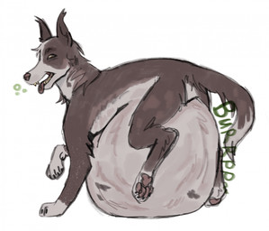 belly big_belly bloated feral feral_pred huge_belly rumbling_stomach same_size_vore tongue tongue_out vore badzilla canid canine canis domestic_dog mammal hi_res
